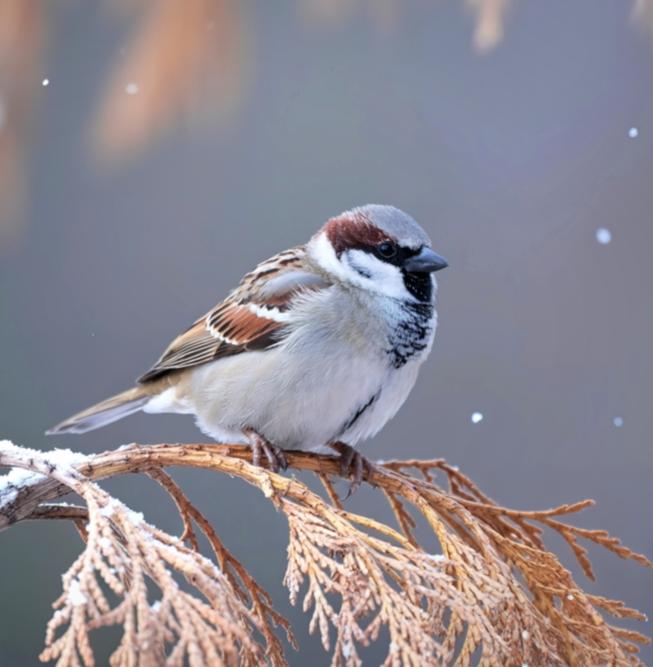 Ученые просят помощи в переписи воробьёв 