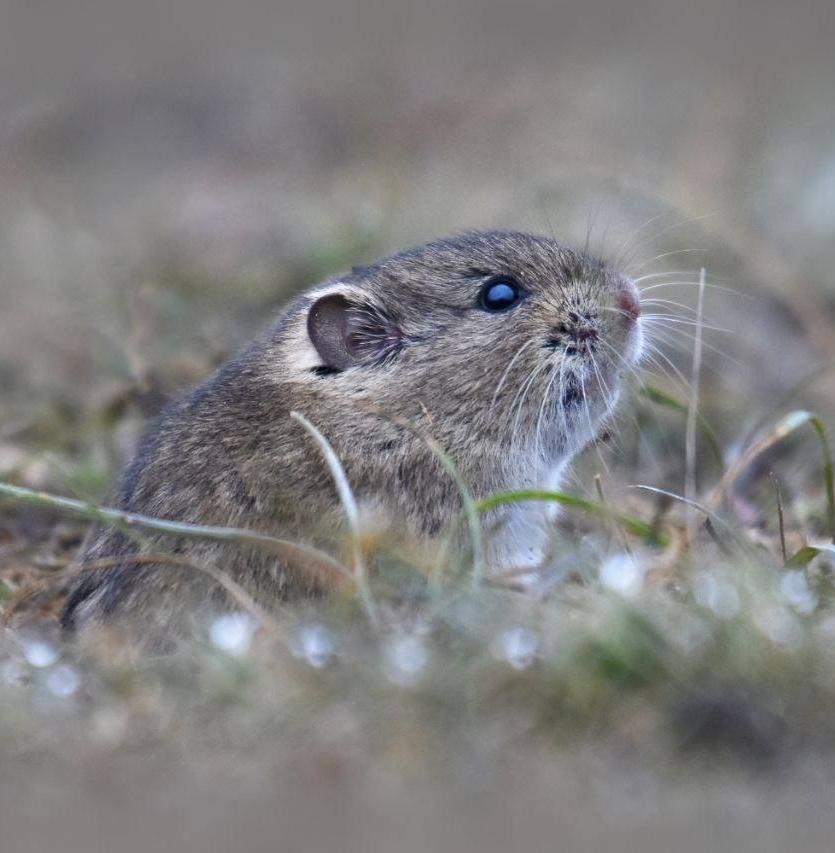 В Астраханском заповеднике рассказали о зимовке обитателей 