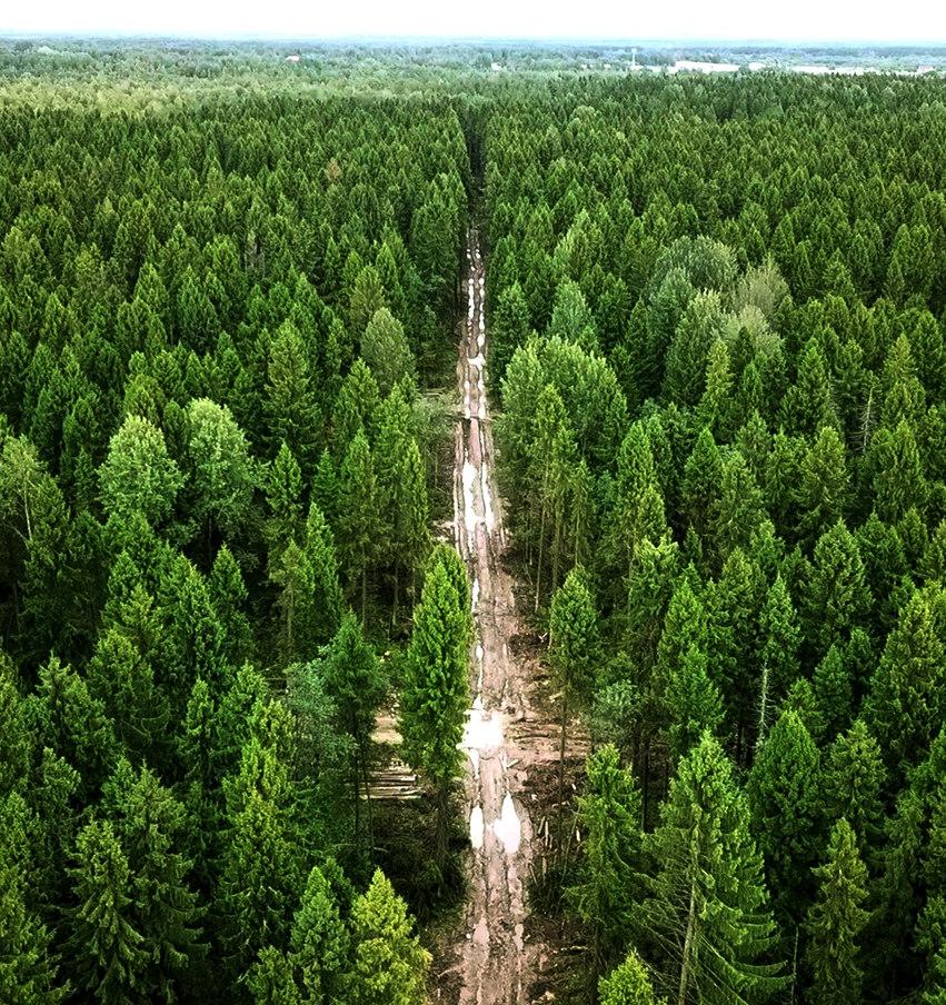 Слушатели вебинара узнают о том, как НКО сохраняют леса