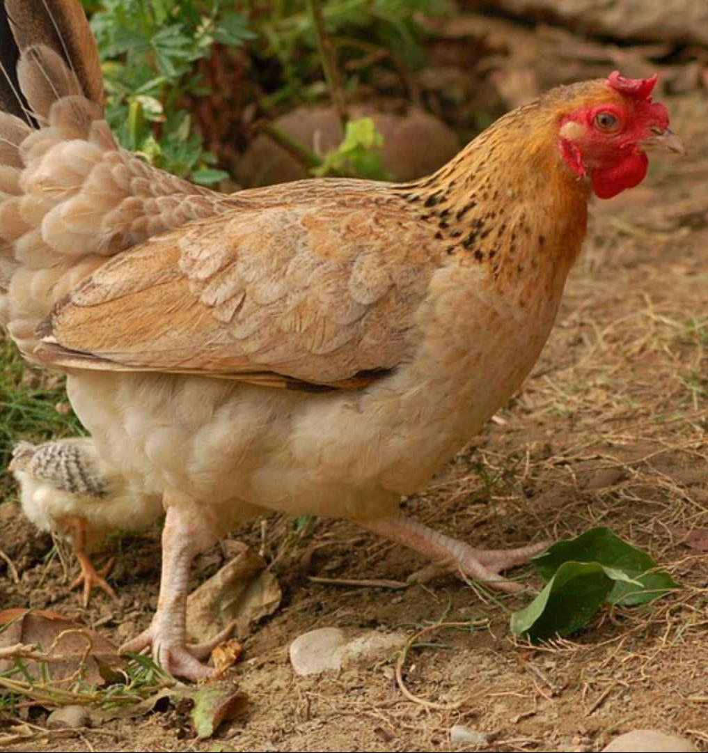 Ученые Тюменского университета научились превращать куриный помет в биоуголь