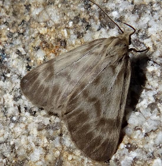 Российские энтомологи нашли новый вид бабочки 