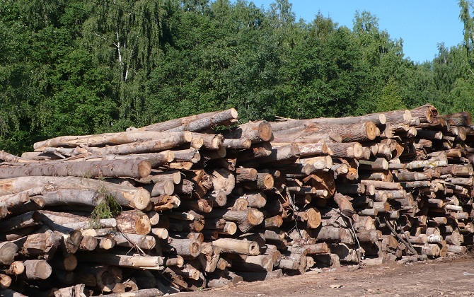 ОНФ просит наказать Росимущество за незаконную вырубку леса