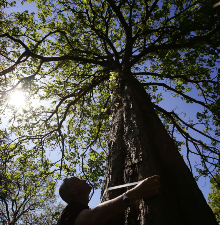Половина видов деревьев в Королевском ботсаду Кью может погибнуть 
