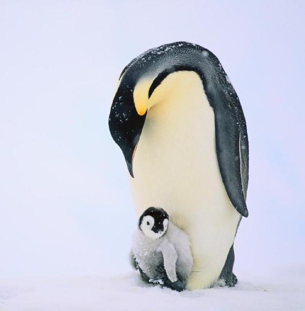 Императорские пингвины оказались на грани вымирания 