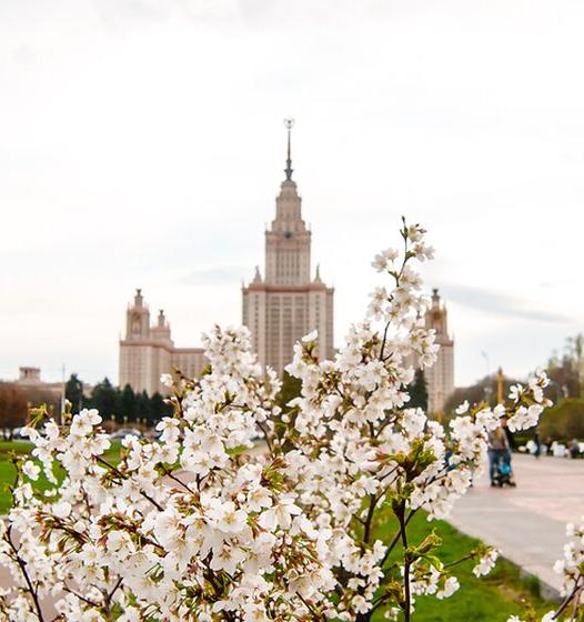 На улицах Москвы высадят 15 тысяч деревьев 