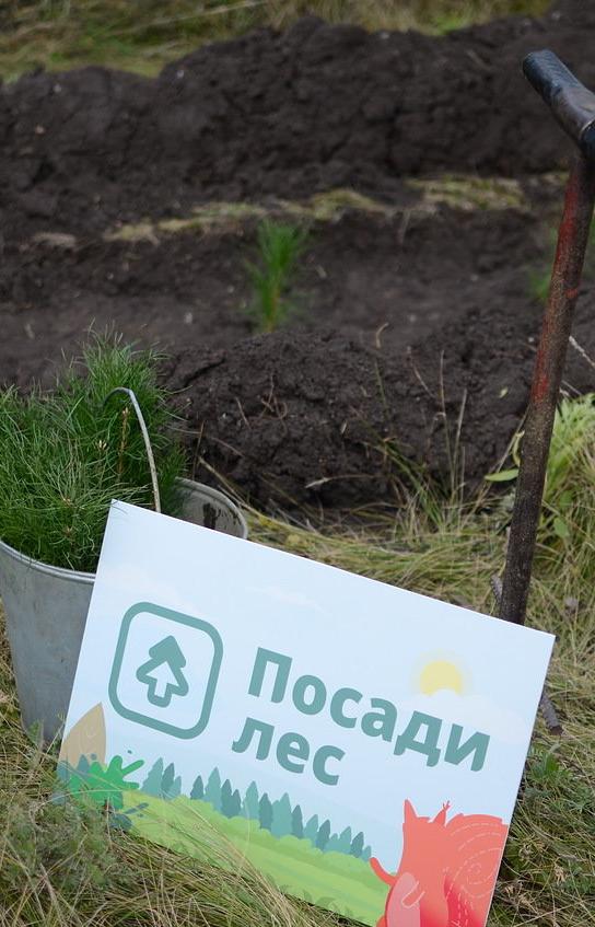 Жители России собрали деньги на посадку 60 тысяч деревьев