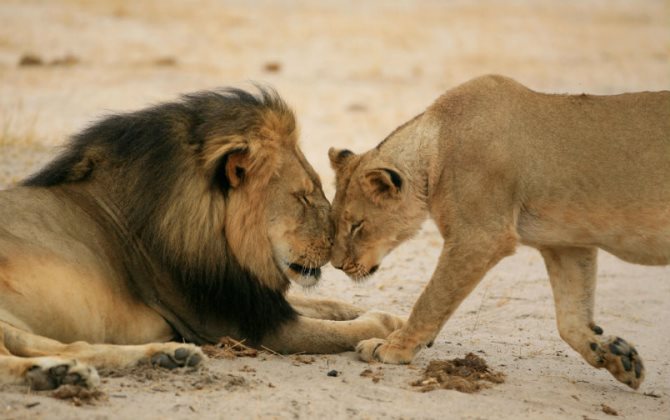 Убитому браконьером льву Сесилу поставят памятник