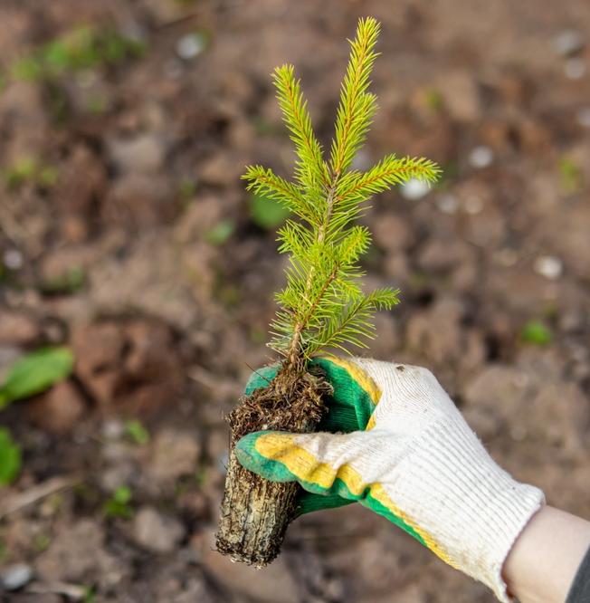 Петербург за месяц озеленили на 6 тысяч деревьев 