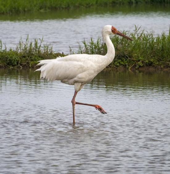 Стерхи превратили провинцию Цзянси в Китае в центр экотуризма 