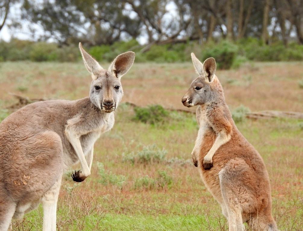 Prada запретила использовать в создании коллекций кожу кенгуру