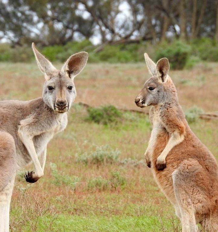 Prada запретила использовать в создании коллекций кожу кенгуру