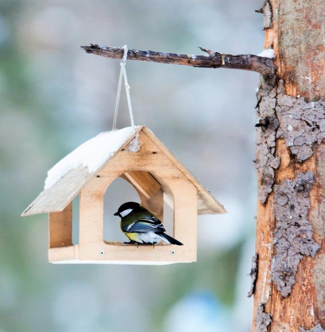 Какая кормушка безопасна для птиц?