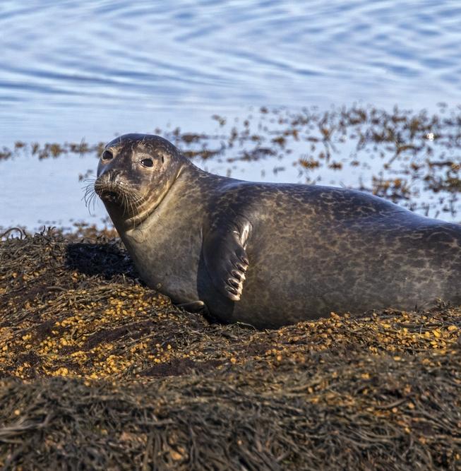Есть версия: почему погибли тюлени на Каспии в 2022 году? 