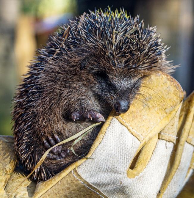 Мертвый или спит: как определить состояние ежа? 