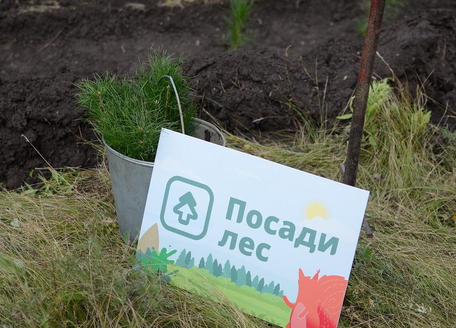 Жители России собрали деньги на посадку 60 тысяч деревьев