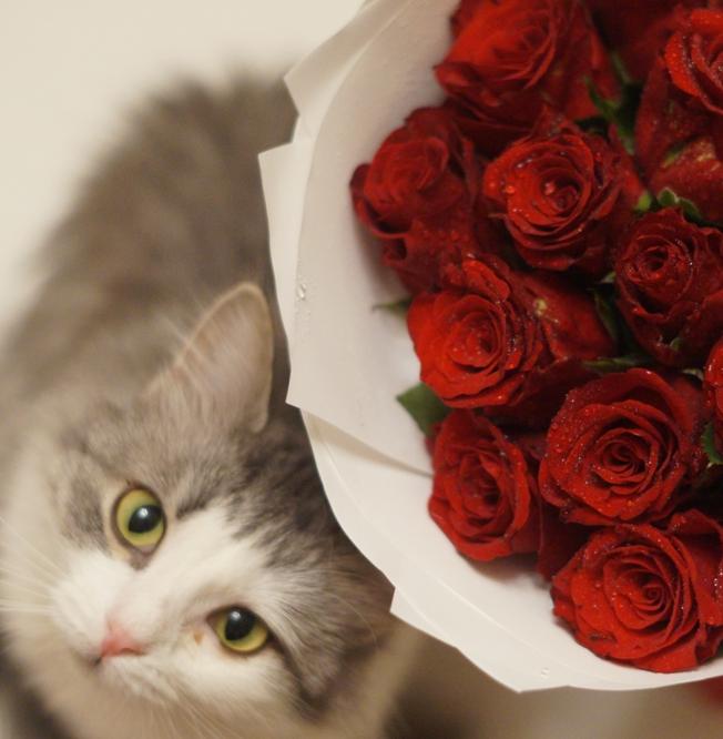 Какие цветы опасны для домашних животных? 