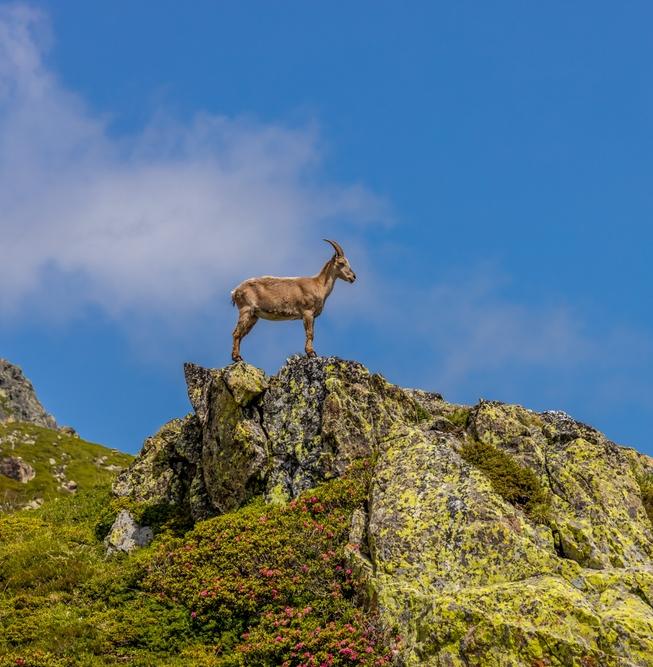 Впервые за полвека в России пересчитают амурских горалов 