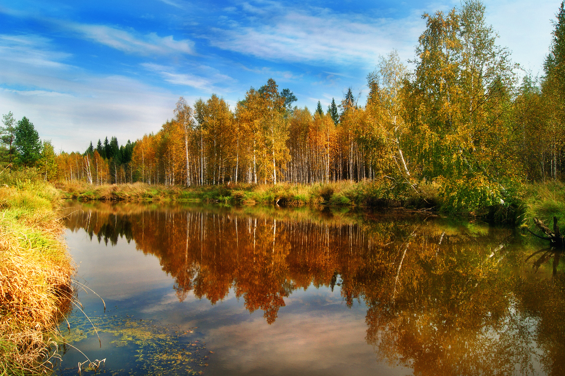 Запущен сайт в поддержку запрета вырубки леса вокруг Москвы