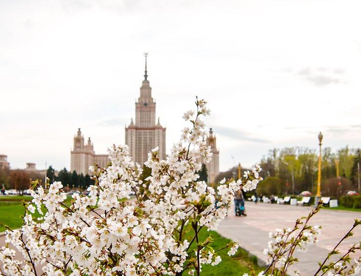На улицах Москвы высадят 15 тысяч деревьев 