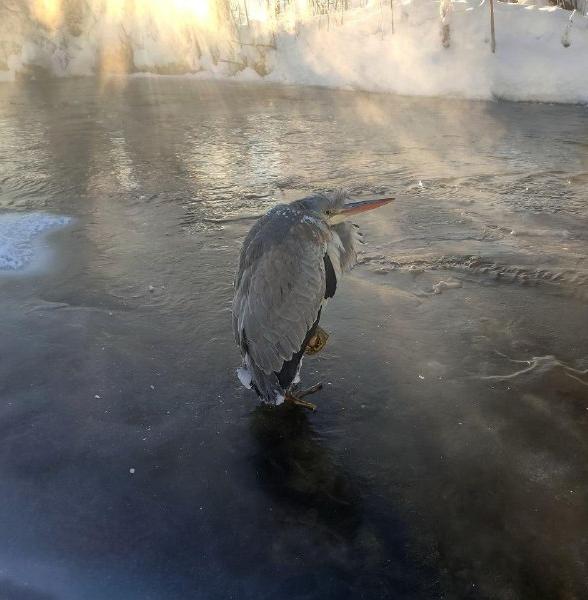 Жительница Перми спасла цаплю, вмерзшую в лед 