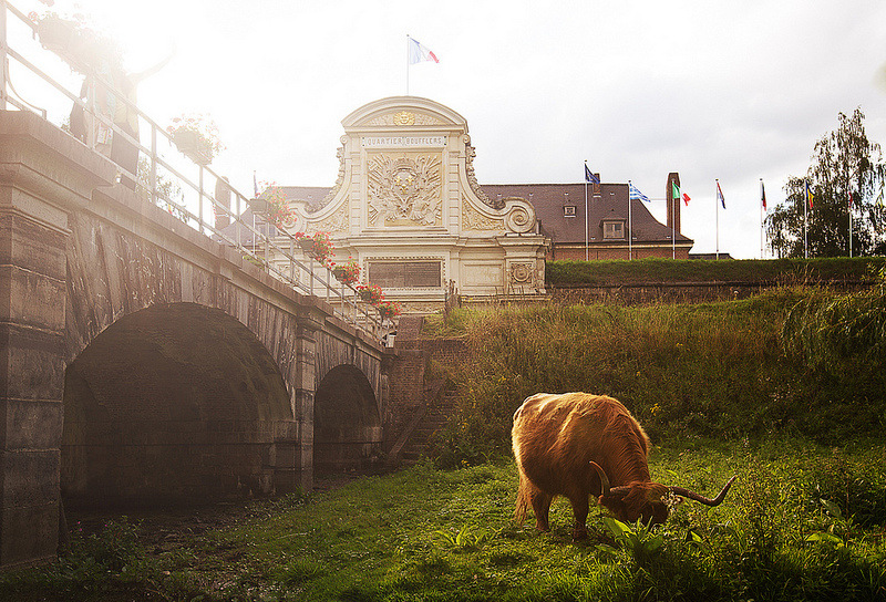 Мэрия французского Лилля отказалась от газонокосилок в пользу экологичных коров