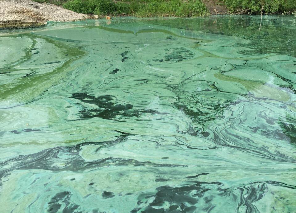 В калининградском озере содержание нефтепродуктов превышено в 780 раз