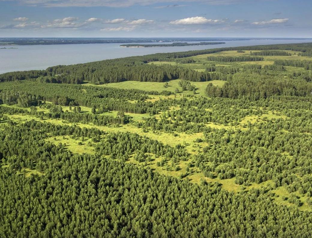 На сельхозземлях разрешат выращивать лес в экономических целях