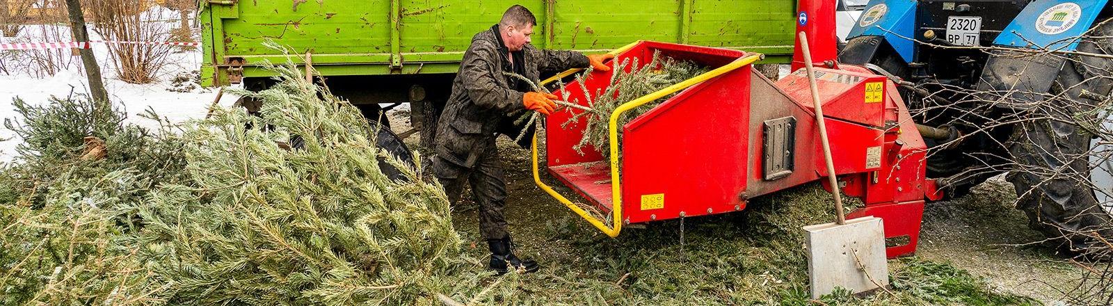 «Ёлочный круговорот»: утилизируйте ёлки без хлопот и помогите природе