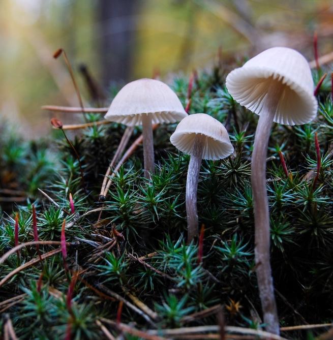 В Саратовской области собираются штрафовать за сбор редких грибов 