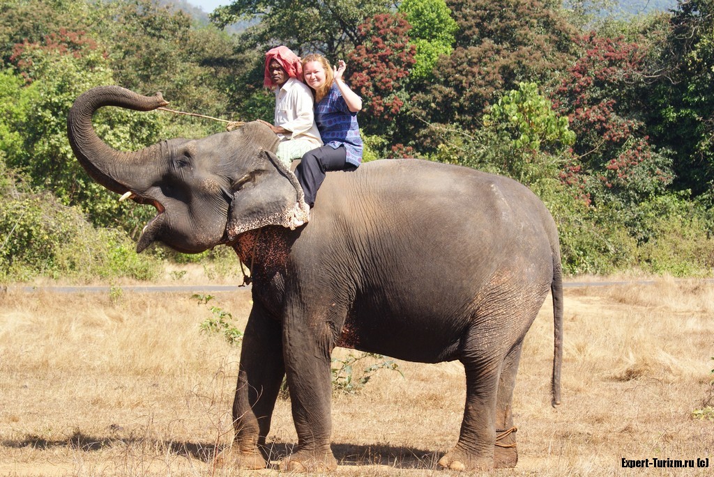 В Индии защитники животных предлагают запретить катание на слонах
