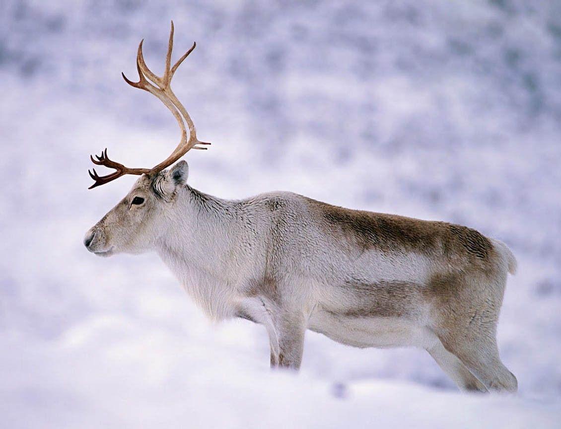 WWF России посвятит онлайн-встречу сохранению популяции северного оленя