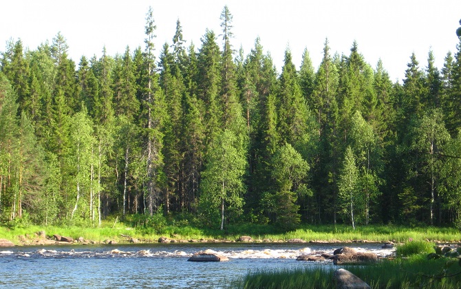 ОНФ выступил против вырубки леса в Карелии