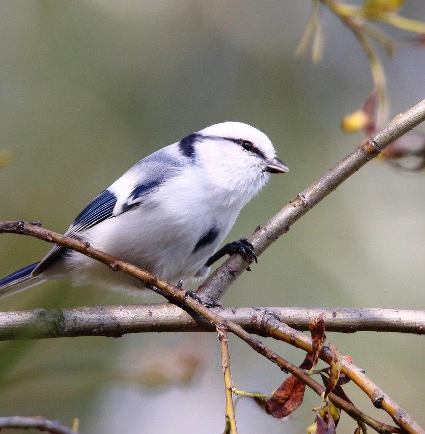 Что такое Синичкин день и как поддержать птиц 