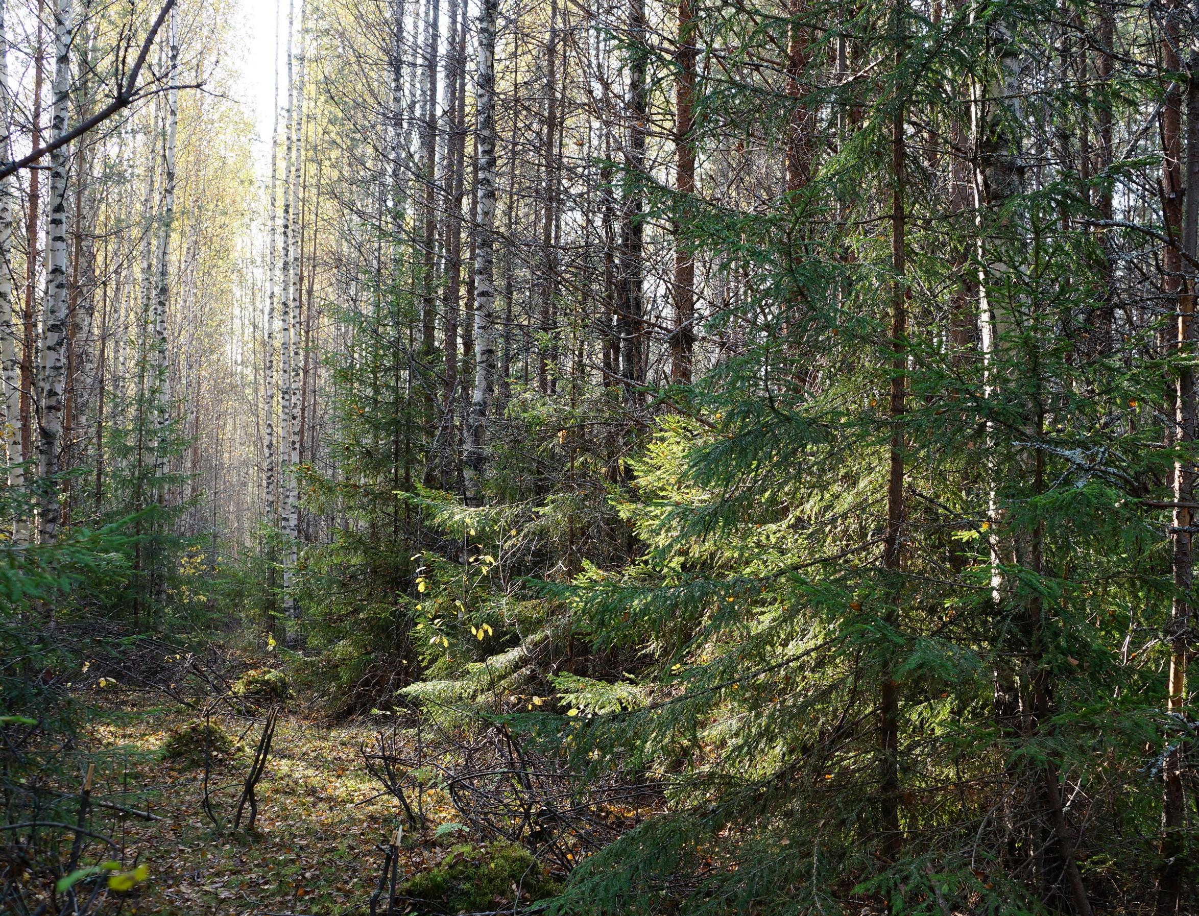 Новая «Лесная повестка до 2030 года» от IKEA: для улучшения управления лесами и сохранения биоразнообразия