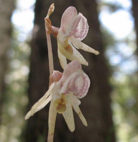 В Подмосковье расцвели первые орхидеи 