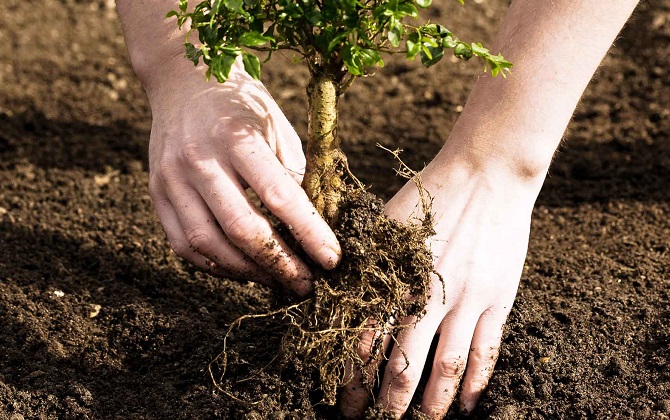 «Мосприрода» ищет тысячу волонтеров для посадки деревьев с 13 по 21 мая