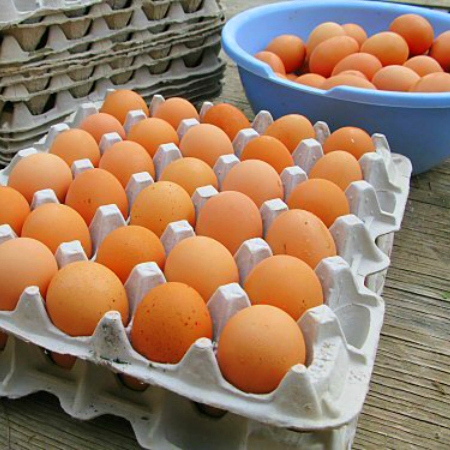 Пластик или бумага: какая упаковка для яиц экологичнее
