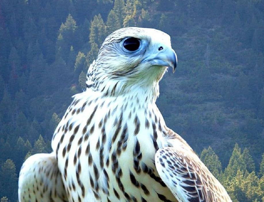 Соколиный центр «Камчатка» готовится принять элитных птиц