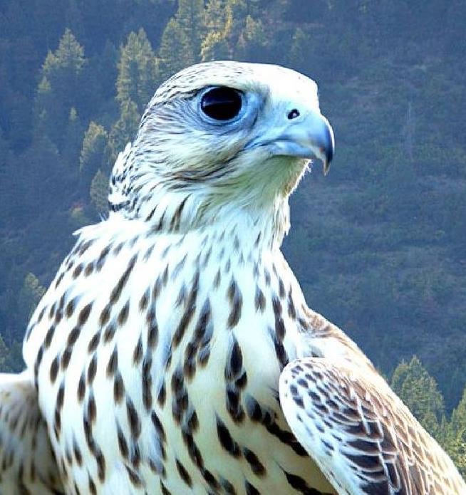 Соколиный центр «Камчатка» готовится принять элитных птиц