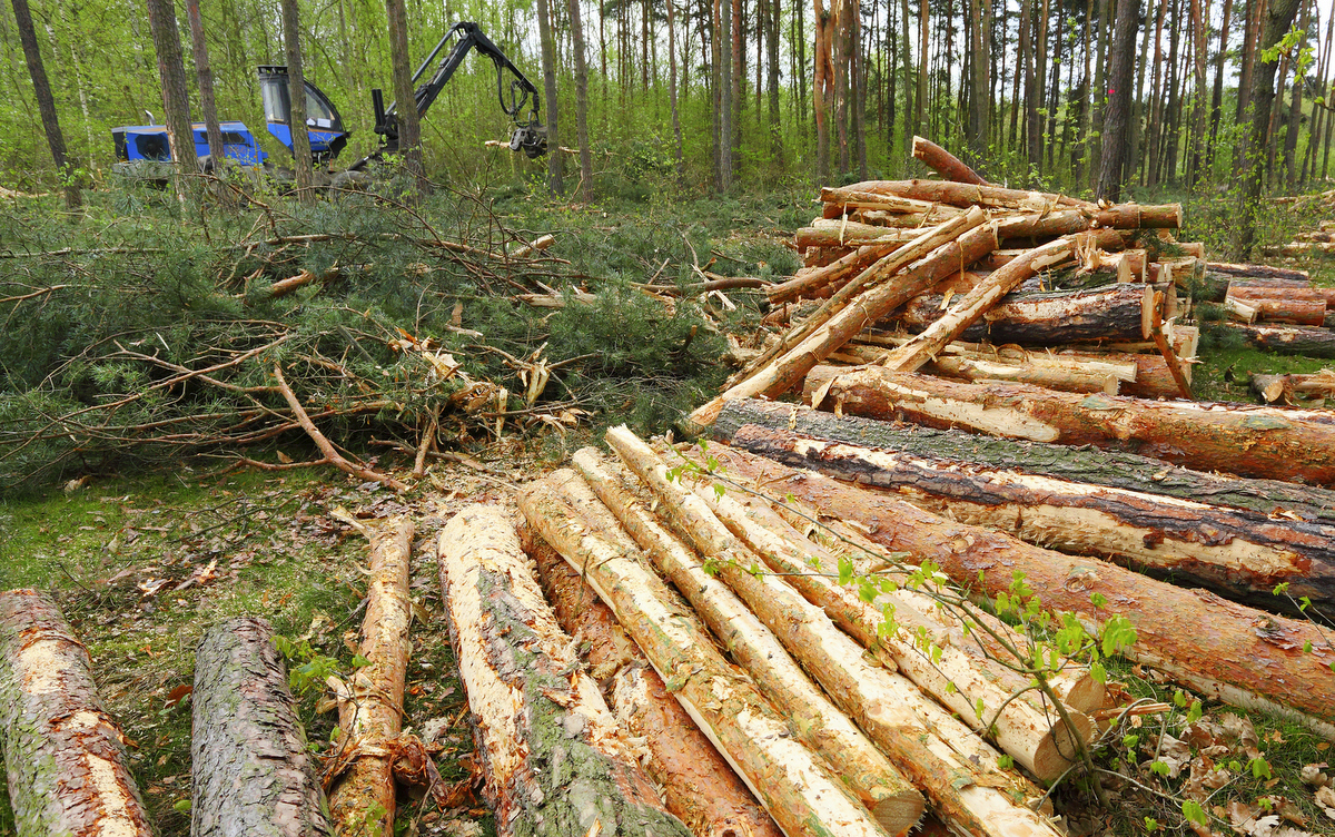 Активисты добились штрафа за незаконную вырубку леса в Архангельской области