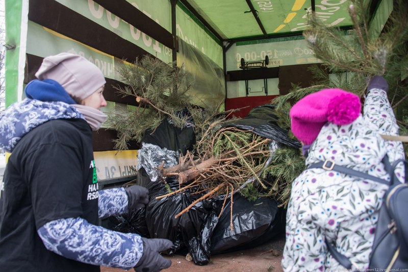 757 елок москвичи сдали на экологичную переработку