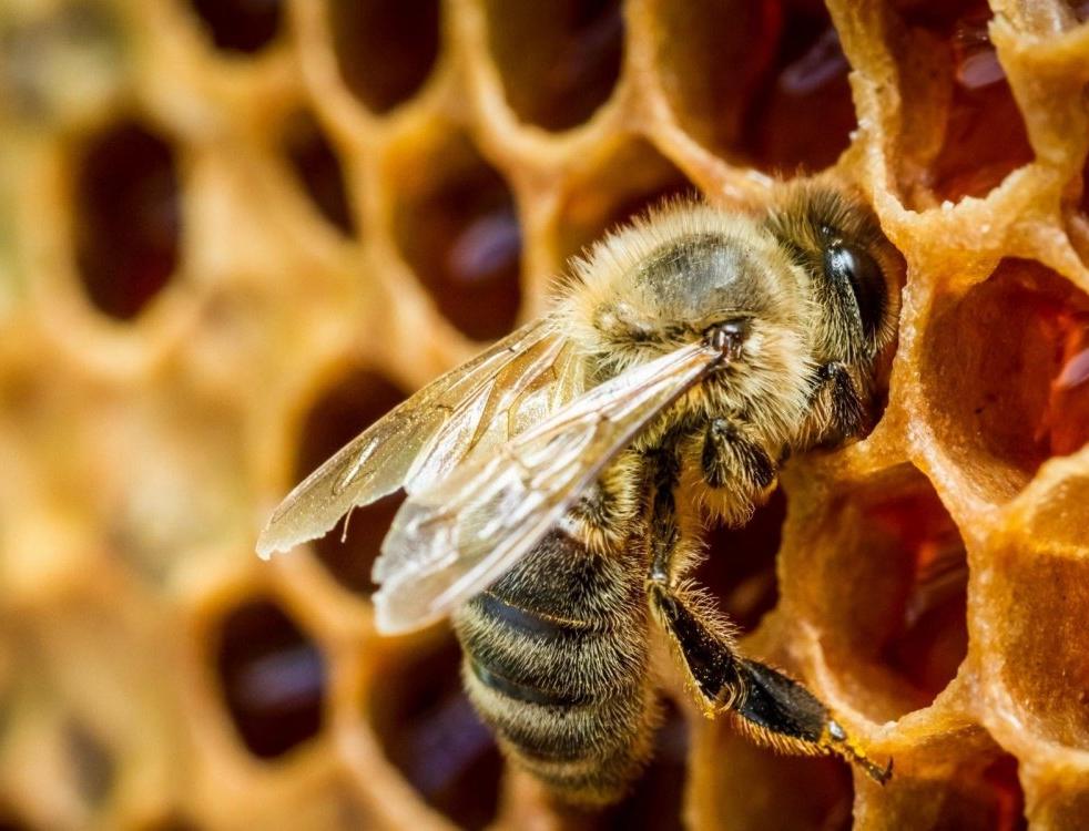 Свет, цветы, ульи в соборах и другие способы остановить гибель пчел