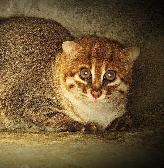 В Таиланде заметили дикую кошку, которую не видели 30 лет 