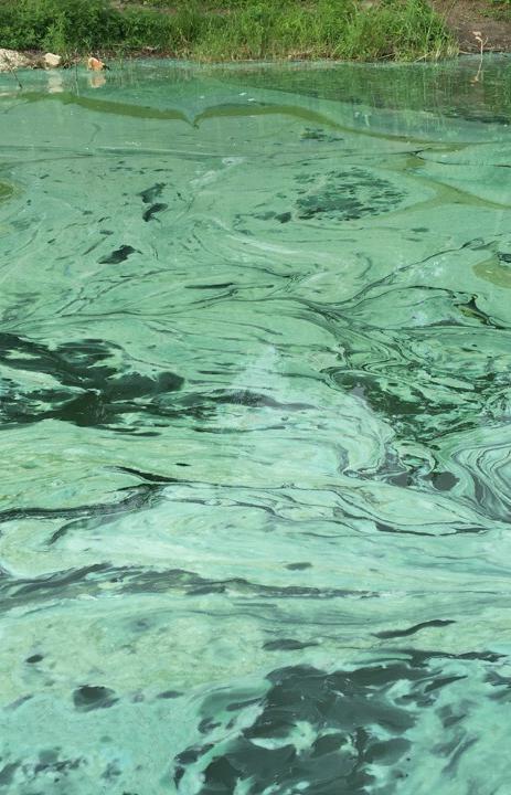 В калининградском озере содержание нефтепродуктов превышено в 780 раз