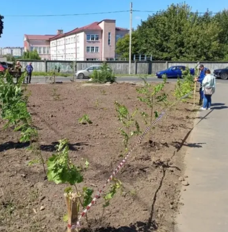 Брянские чиновники побороли свалку с помощью гортензий 