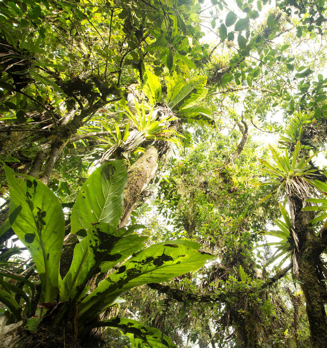 Новая технология поможет остановить исчезновение лесов