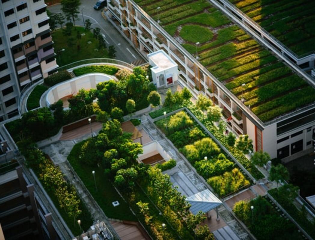 В Калининграде могут появиться «зеленые» крыши