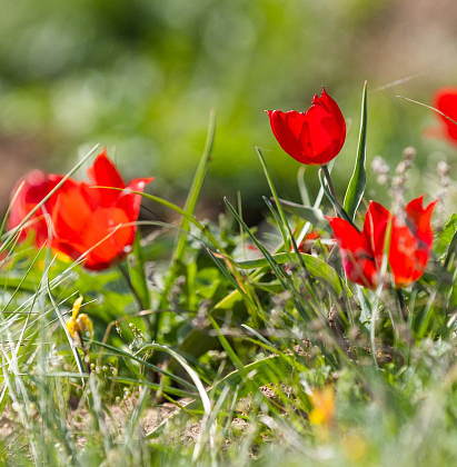 Волгоградская область запустила трехлетнюю программу экопросвещения 