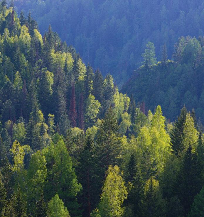 Lipton и «Пятёрочка» запустили экологическую акцию «Сохрани леса Сибири!»