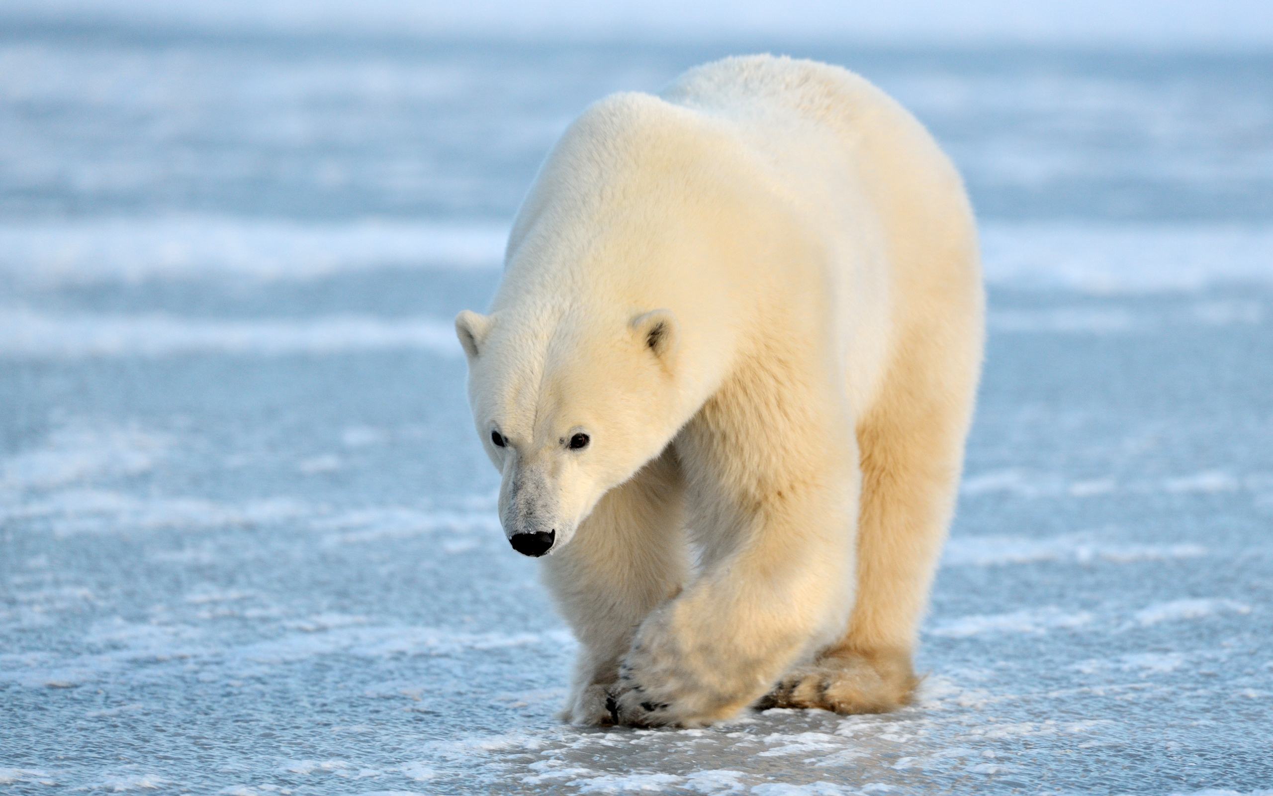 Минприроды требует расследования убийства медведицы в Арктике